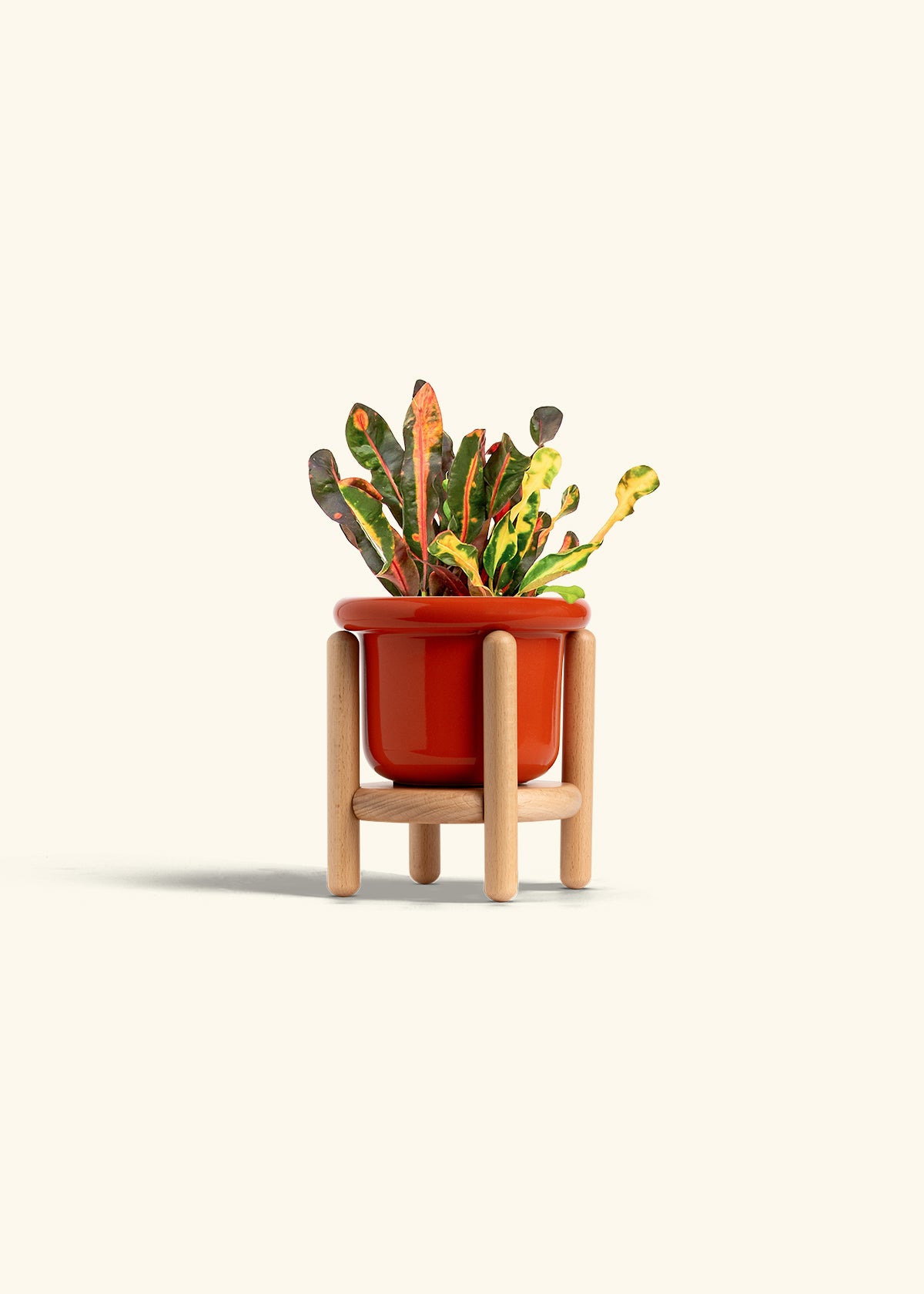 Variegated Croton in a 4 inches Fat Lip Red Planter in a Beech Wood Stand