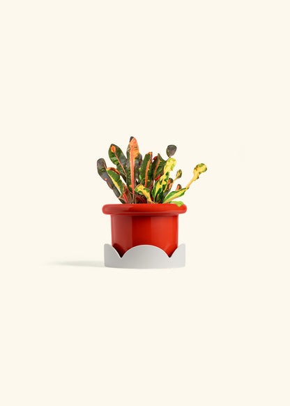 Variegated Croton in a 4 inches Fat Lip Red Planter in a Oat Petal Drip Tray