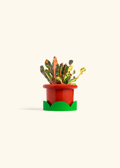 Variegated Croton in a 4 inches Fat Lip Red Planter in a Shamrock Petal Drip Tray