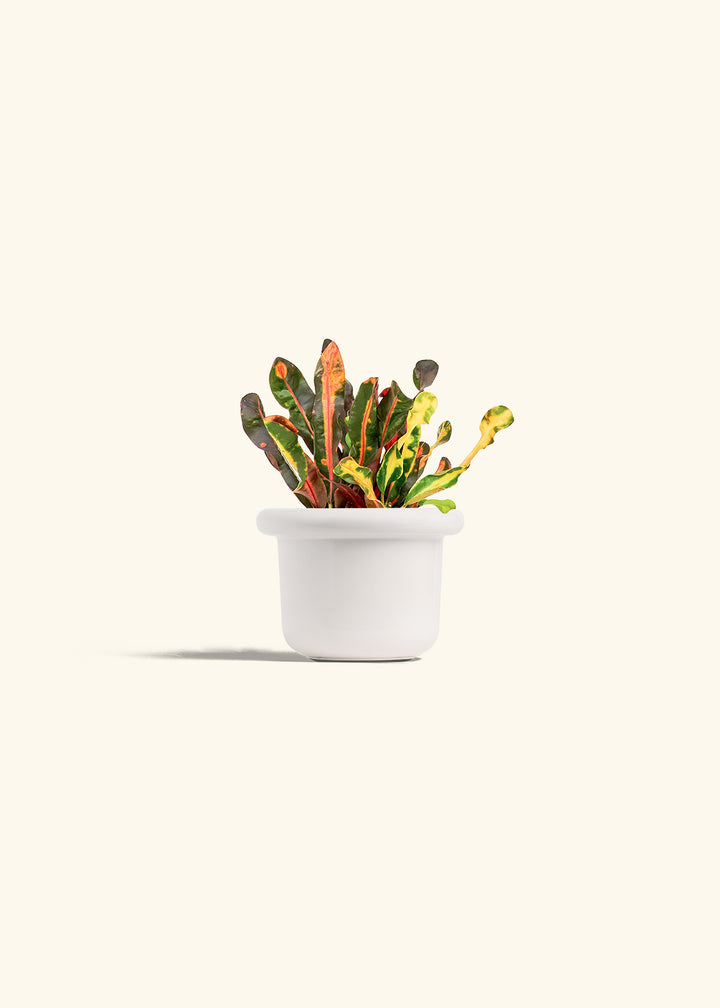 Variegated Croton in a 4 inches Fat Lip White Planter 