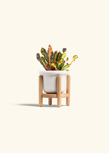 Variegated Croton in a 4 inches Fat Lip White Planter in a Beech Wood Stand