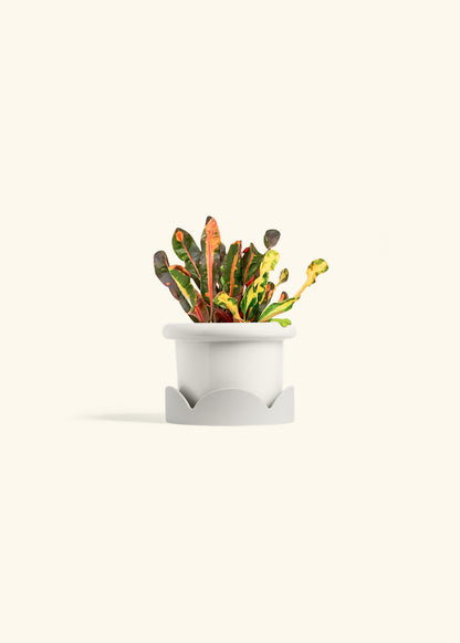 Variegated Croton in a 4 inches Fat Lip White Planter in a Oat Petal Drip Tray