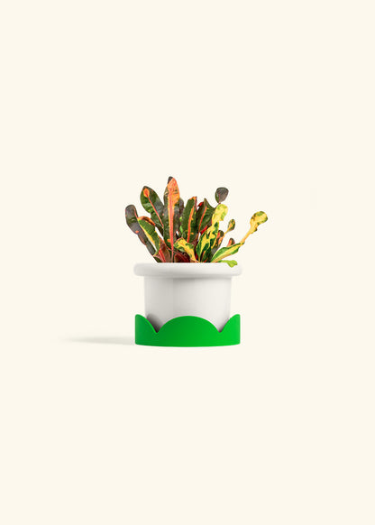 Variegated Croton in a 4 inches Fat Lip White Planter in a Shamrock Petal Drip Tray