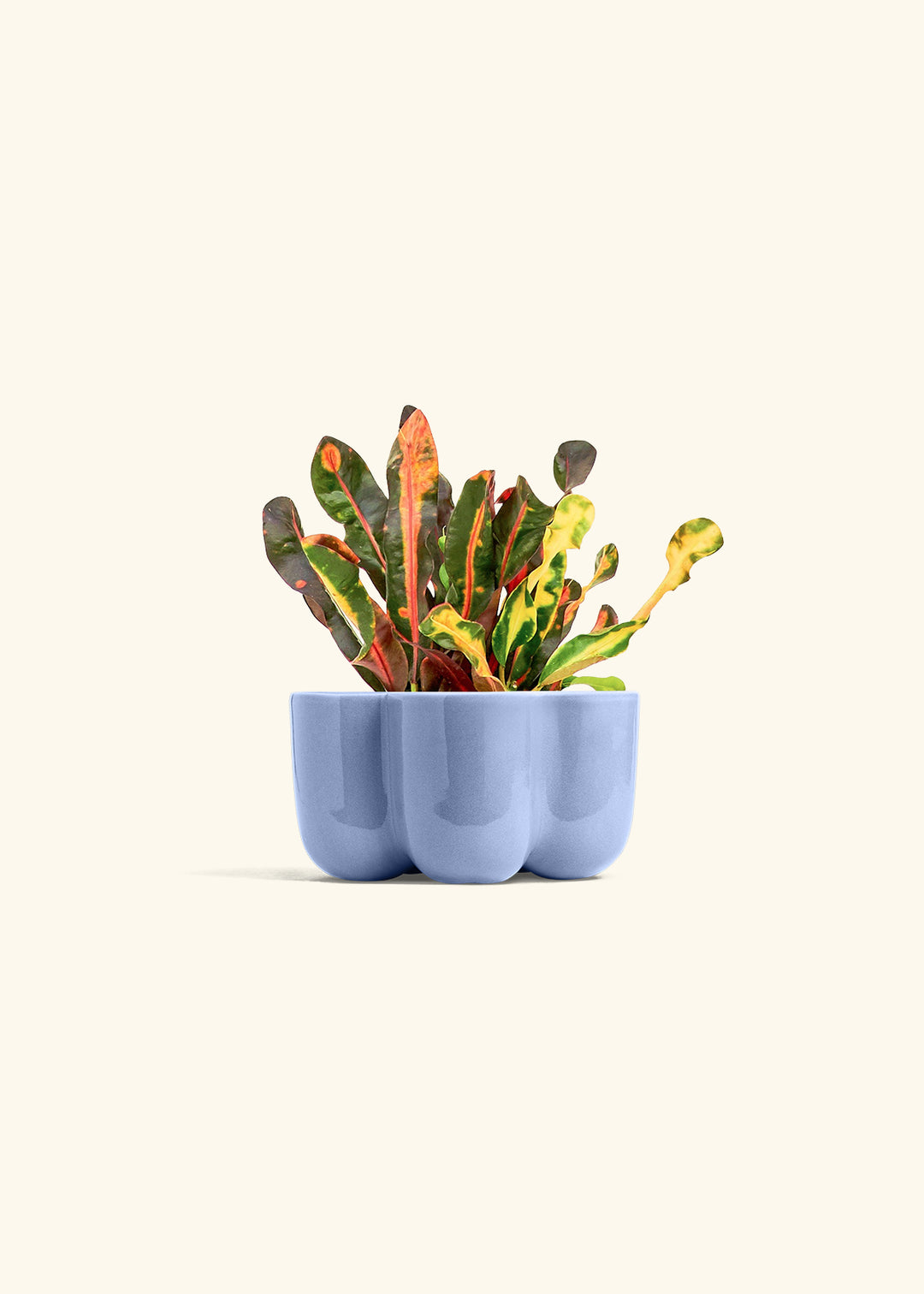 Variegated Croton in a 4 inches in a Blue Petal Planter