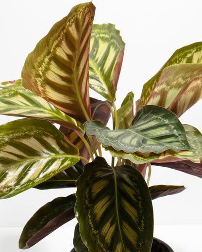 Calathea Flamestar