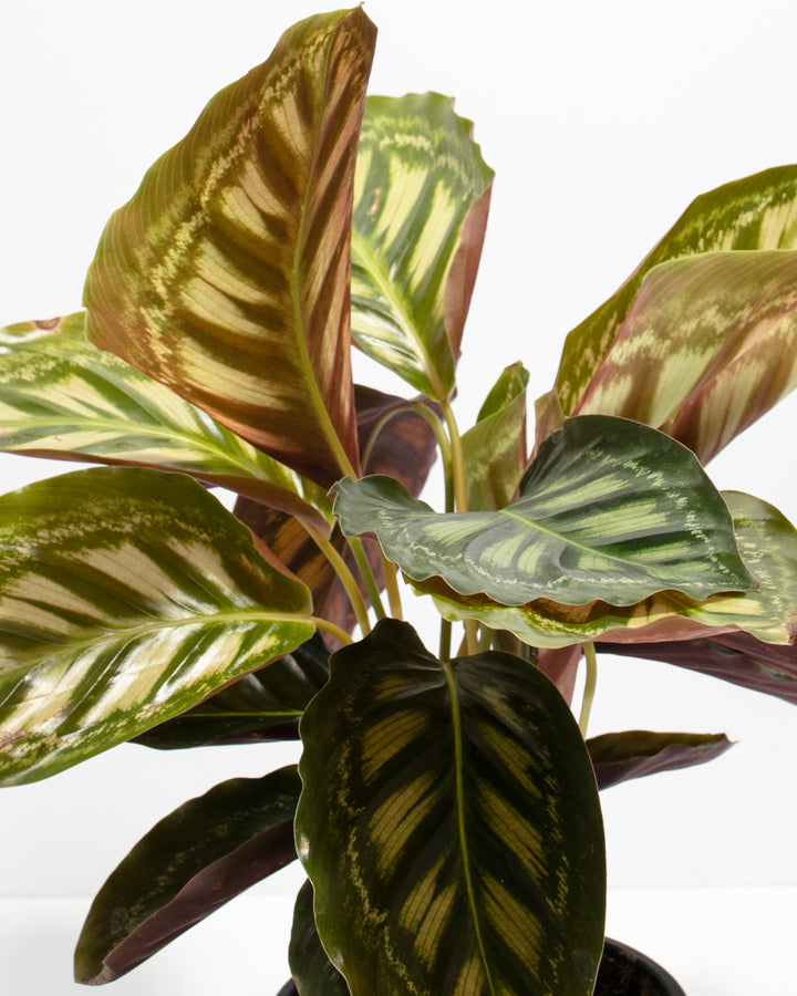 Calathea Flamestar