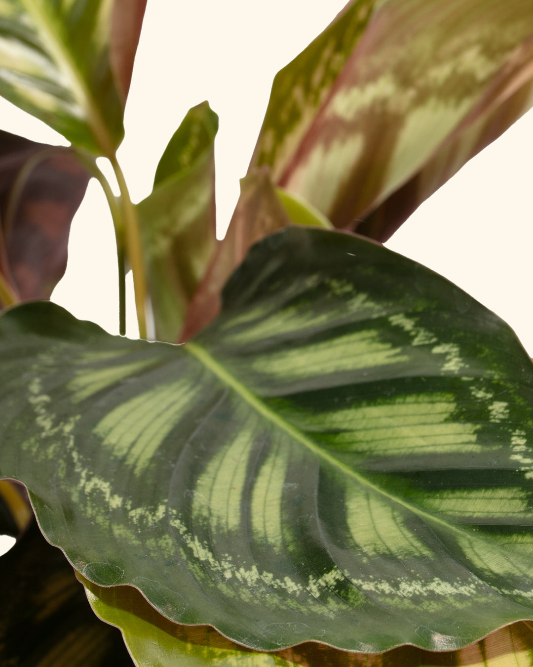 Calathea Flamestar