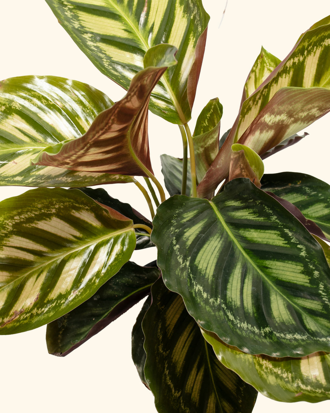 Calathea Flamestar