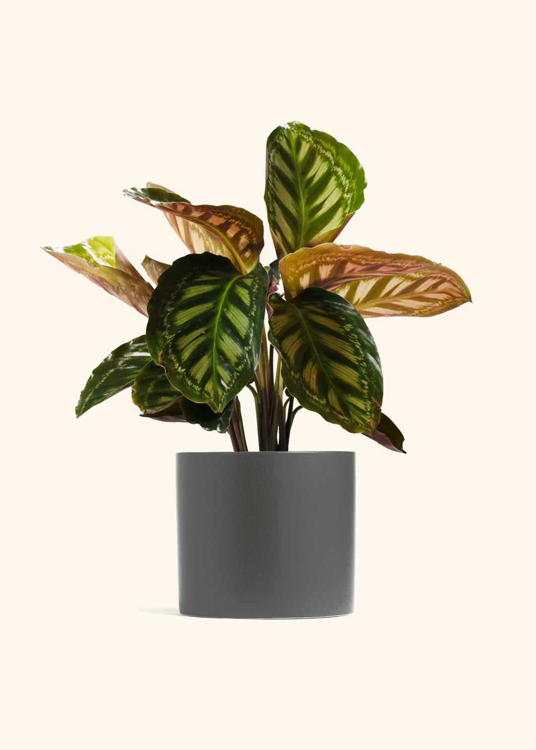 Calathea Flamestar