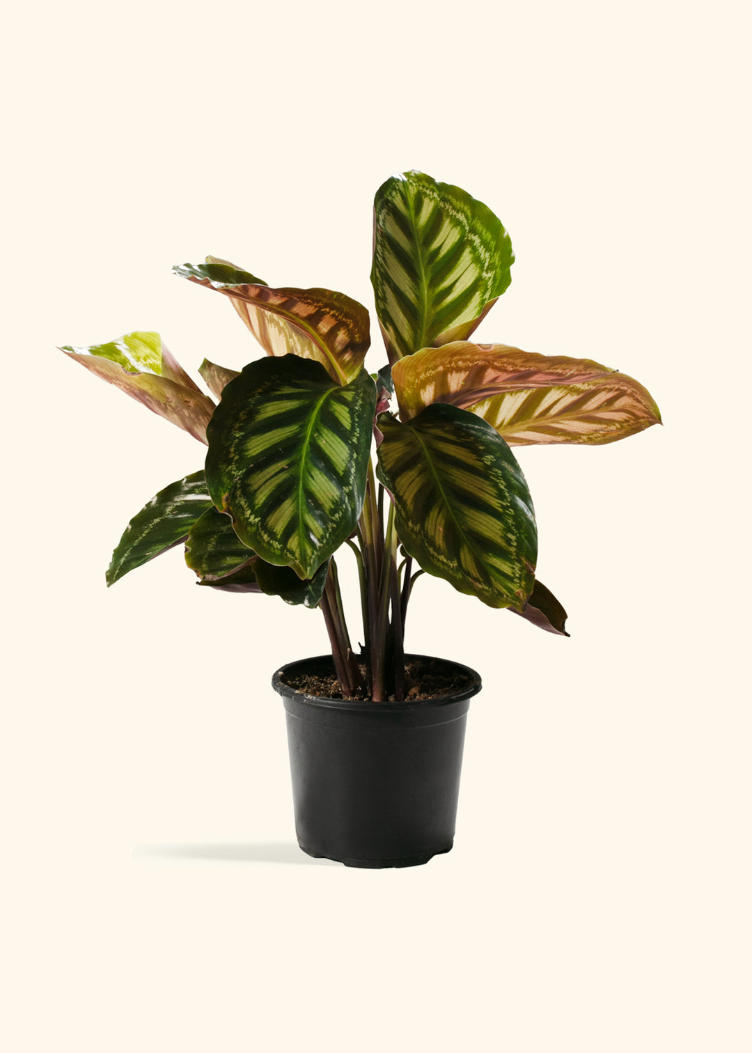 Calathea Flamestar