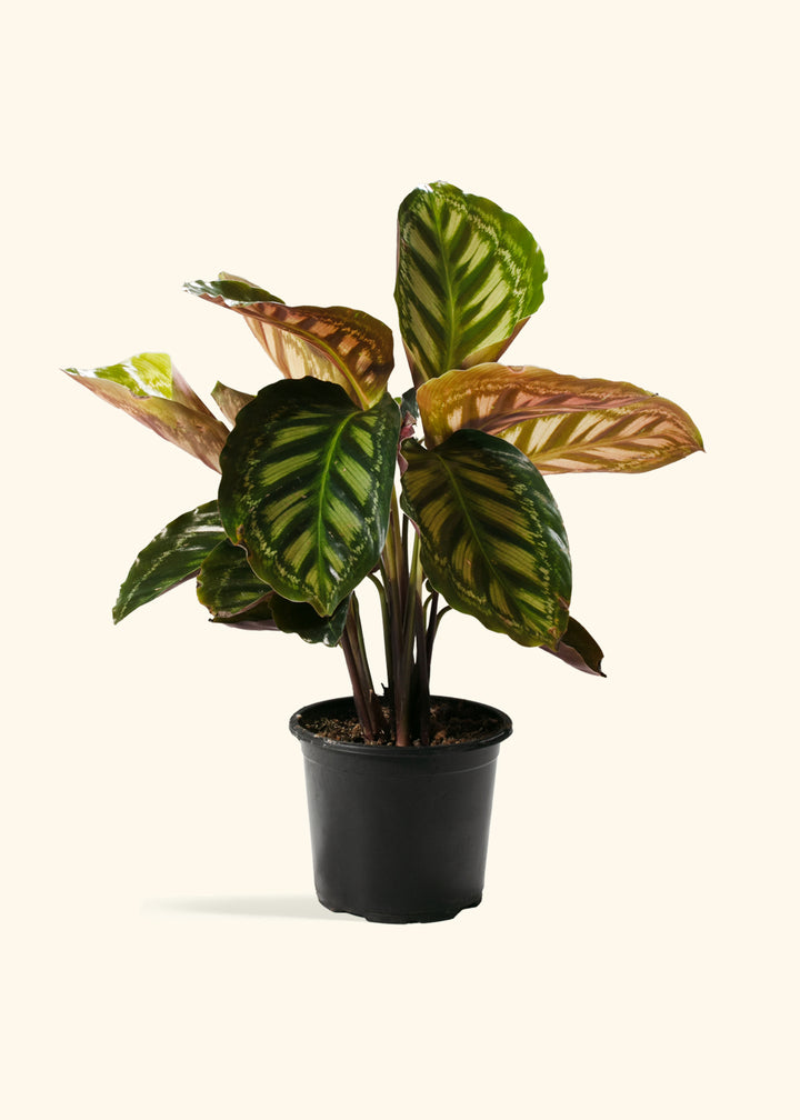 Calathea Flamestar