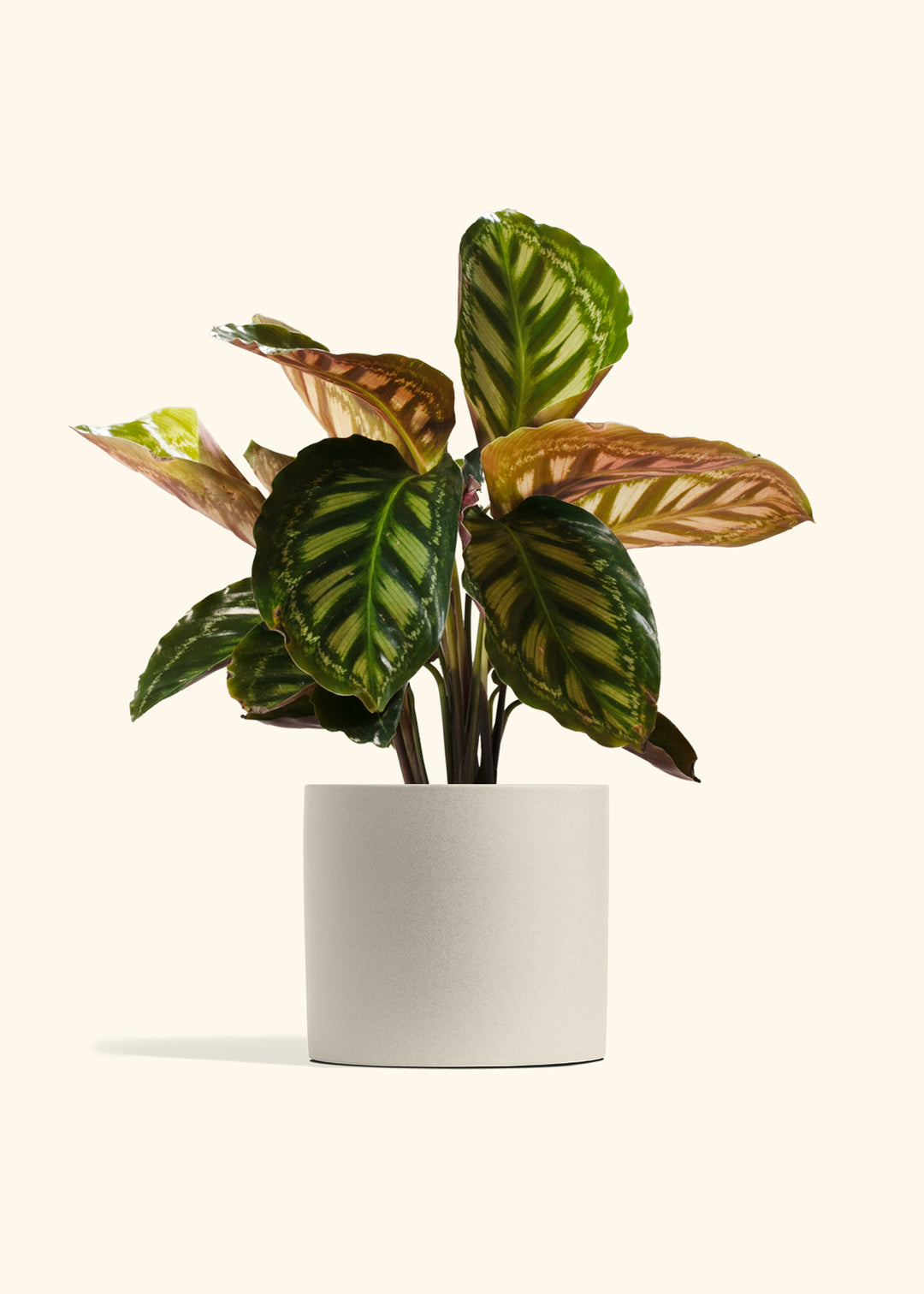 Calathea Flamestar