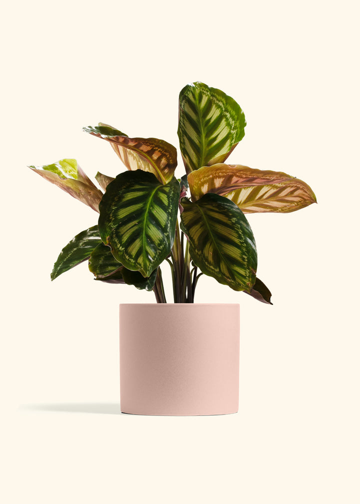 Calathea Flamestar