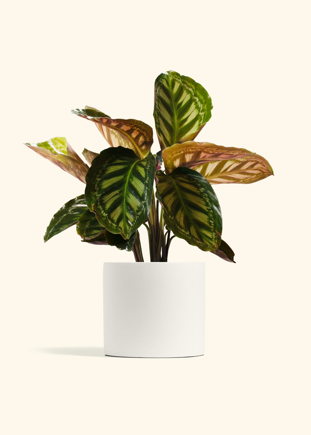 Calathea Flamestar