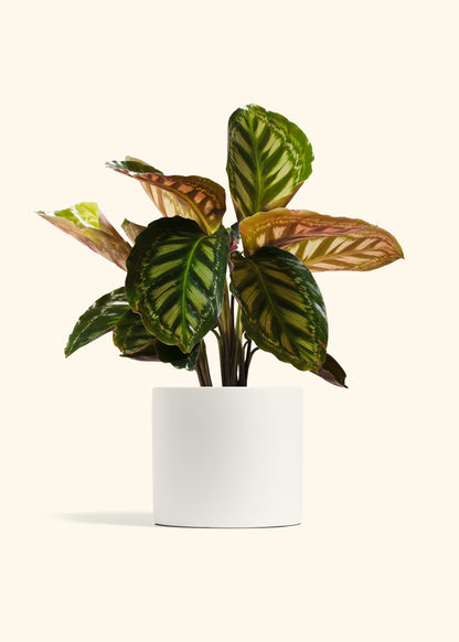 Calathea Flamestar