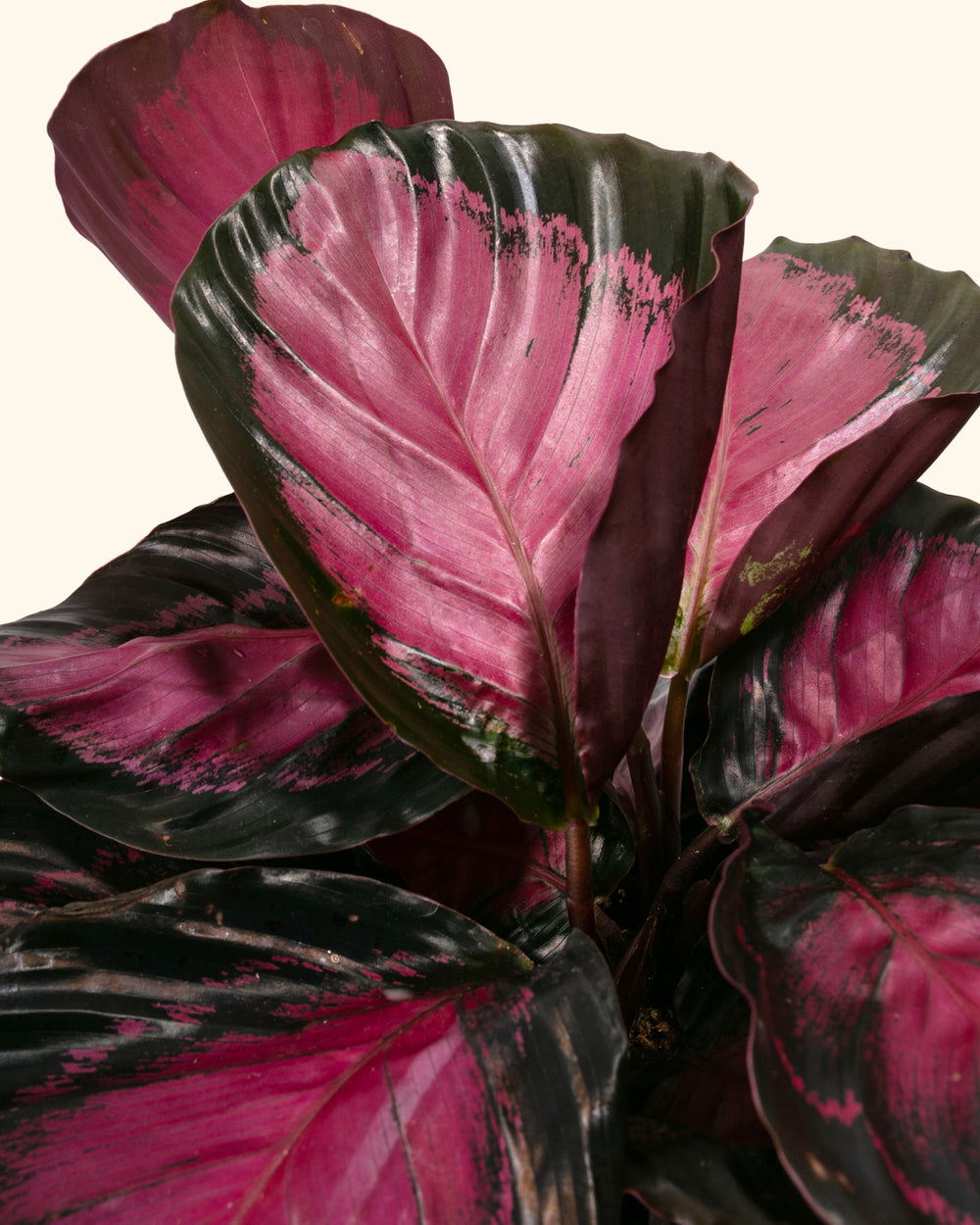 Crimson Calathea