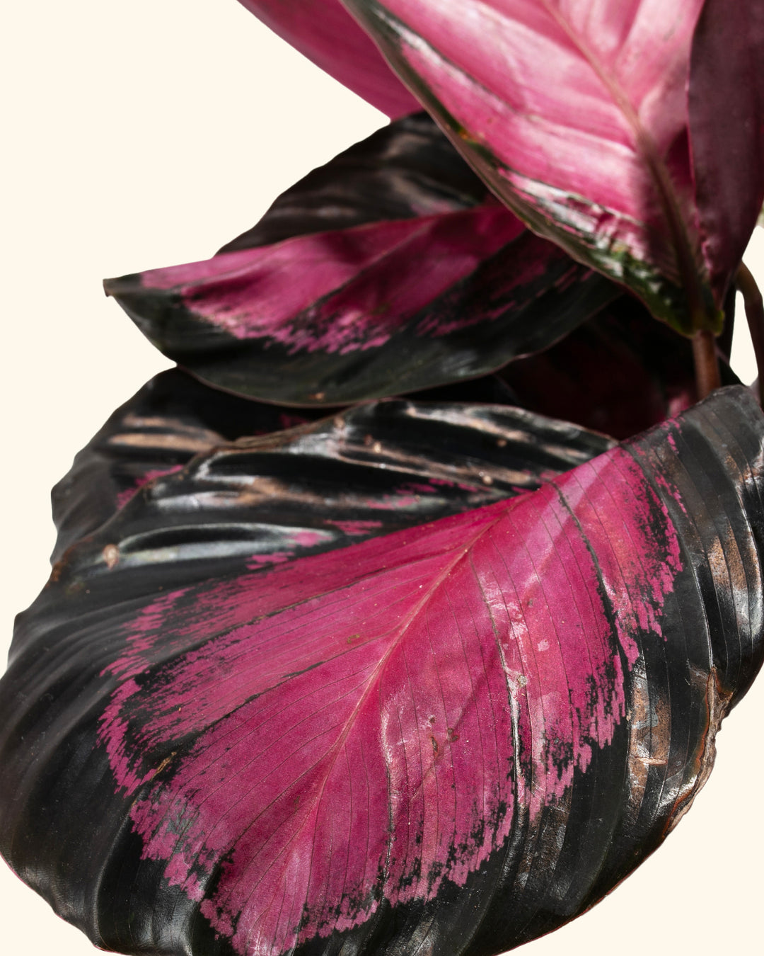 Crimson Calathea