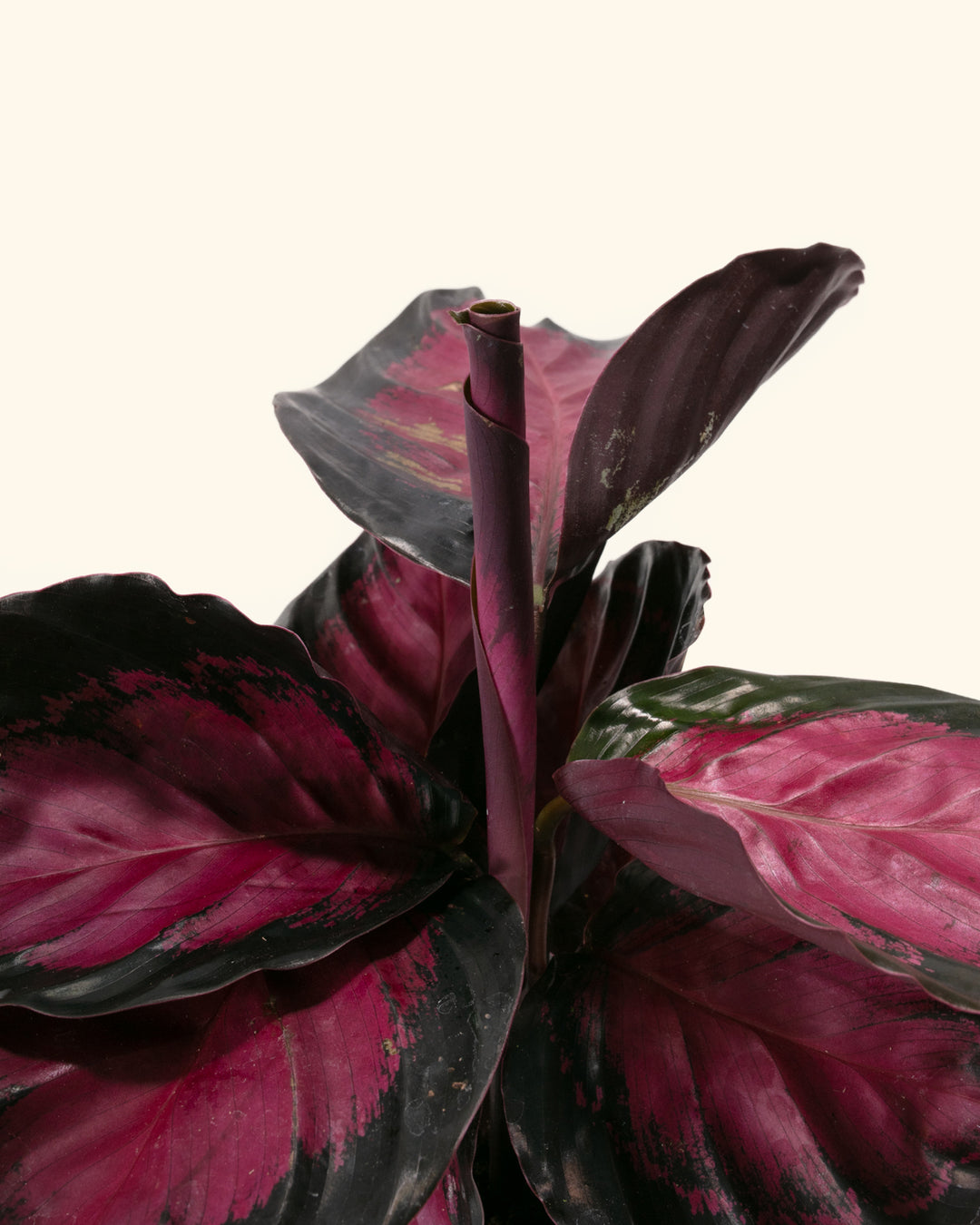 Crimson Calathea