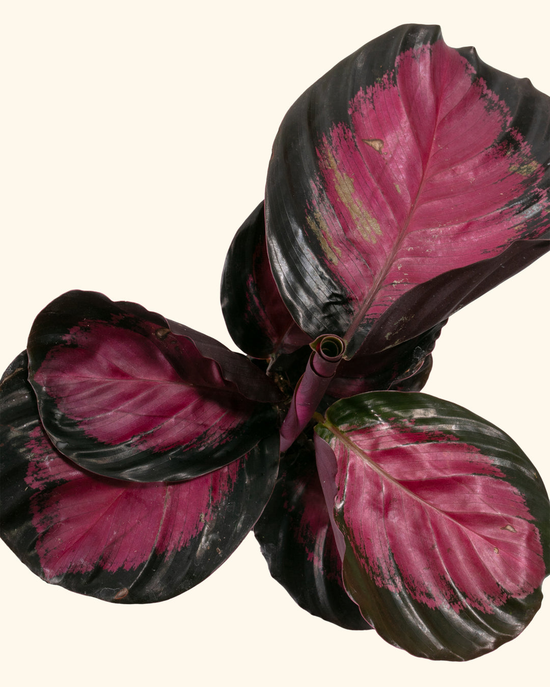 Crimson Calathea