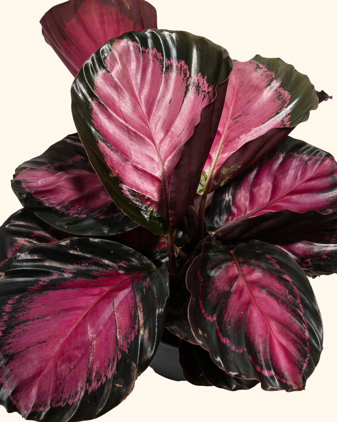 Crimson Calathea