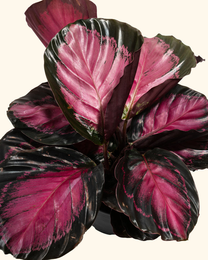 Crimson Calathea