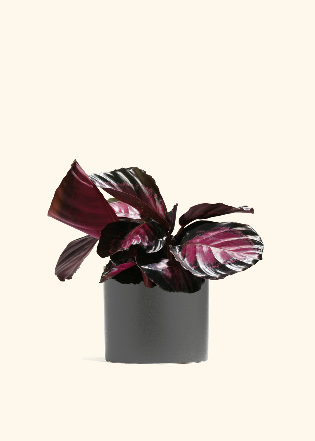 Crimson Calathea