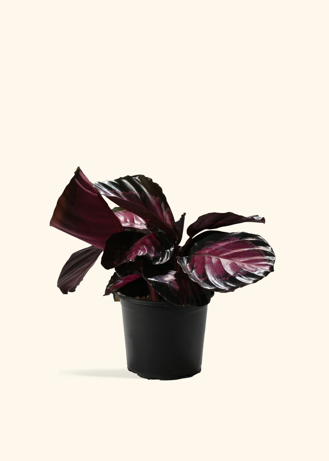 Crimson Calathea