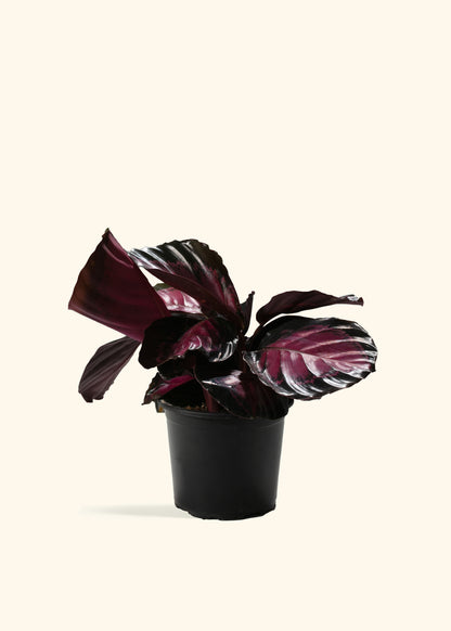 Crimson Calathea