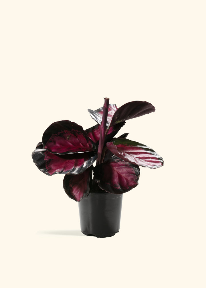 Crimson Calathea
