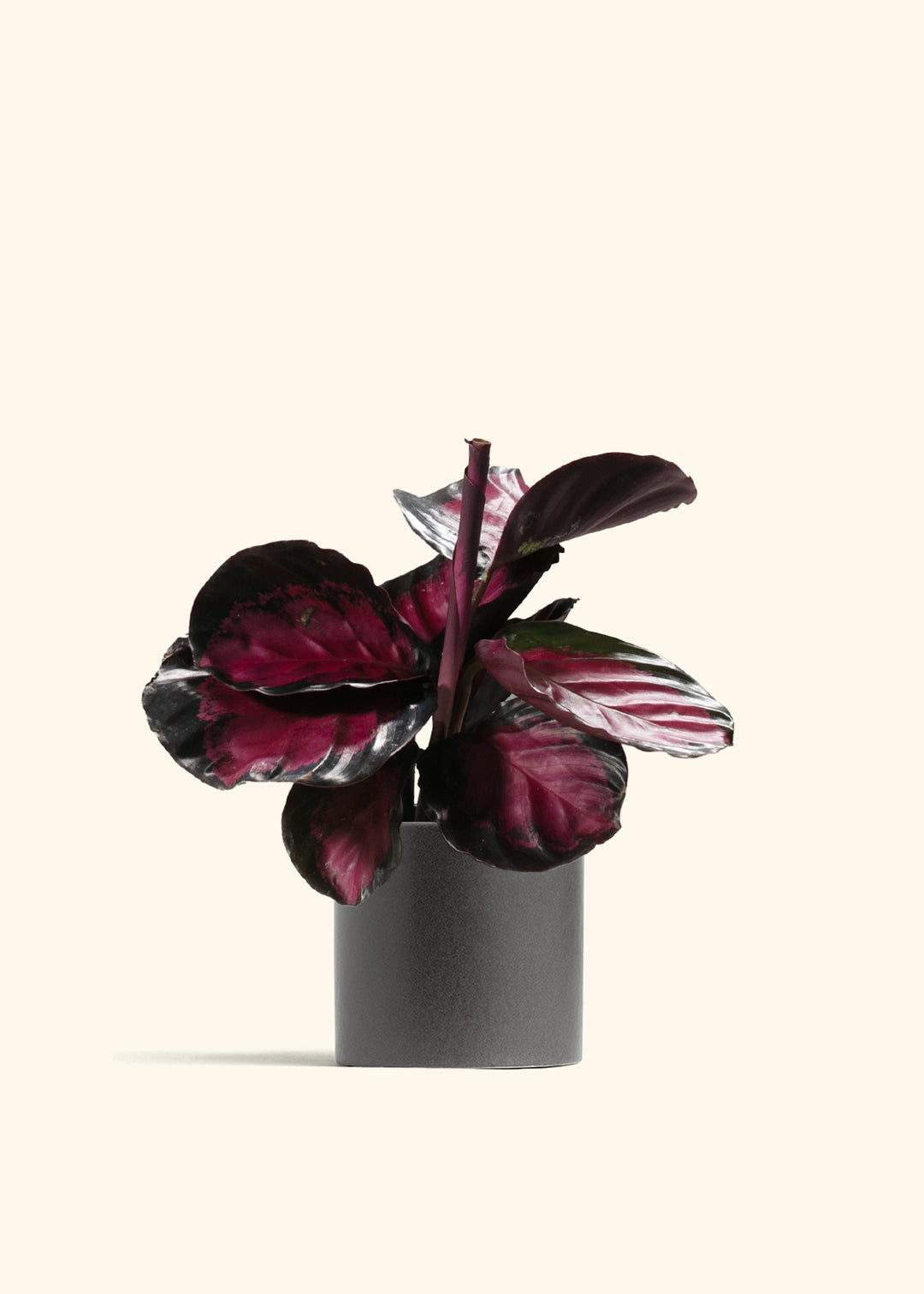 Crimson Calathea