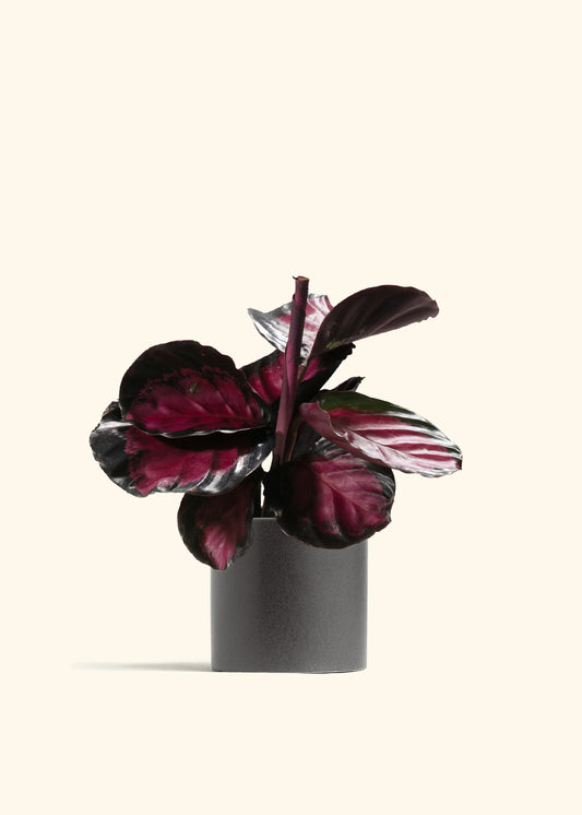 Crimson Calathea