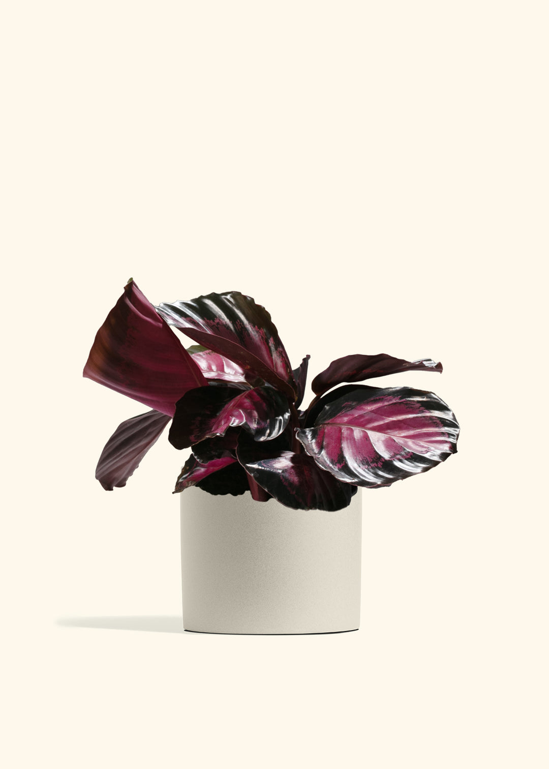 Crimson Calathea