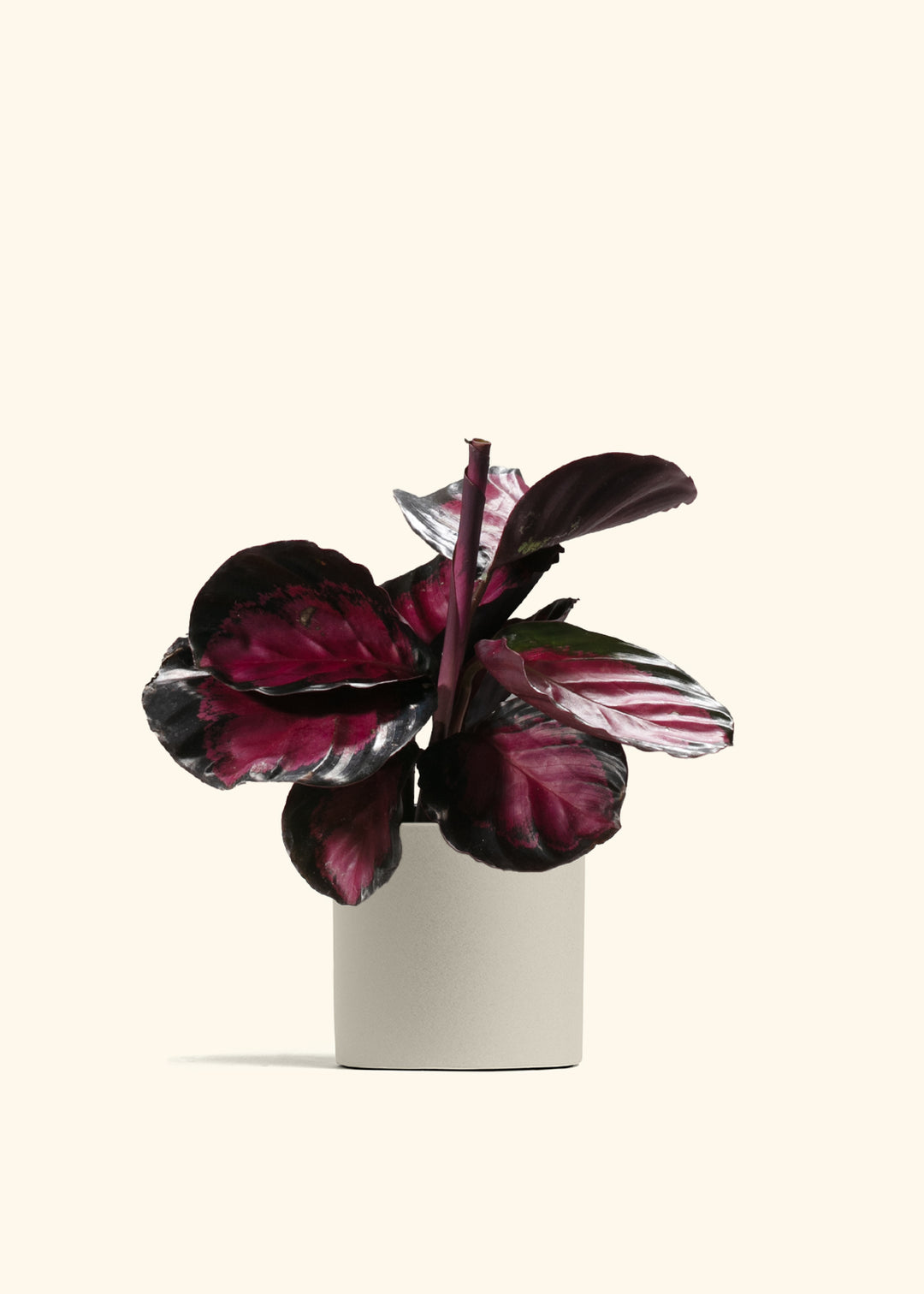 Crimson Calathea