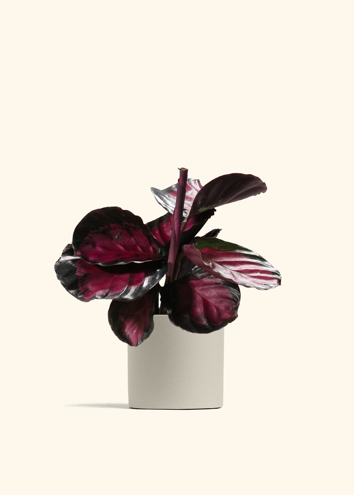 Crimson Calathea