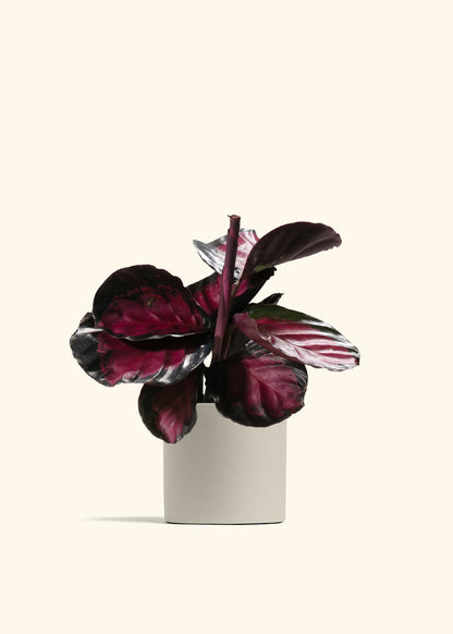 Crimson Calathea