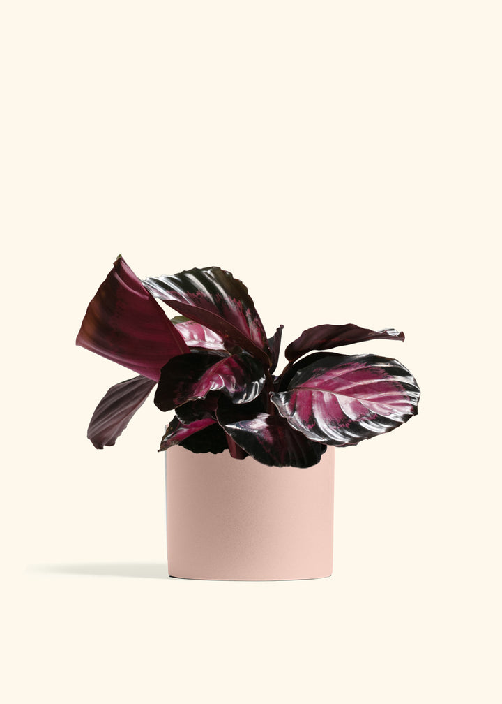Crimson Calathea