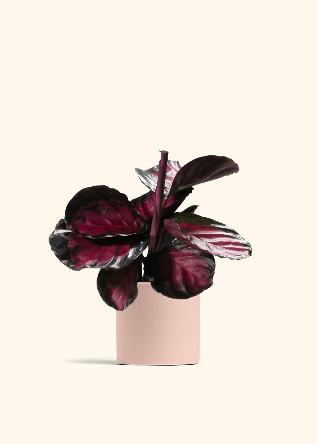 Crimson Calathea