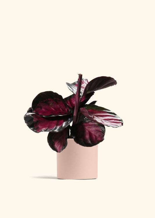 Crimson Calathea