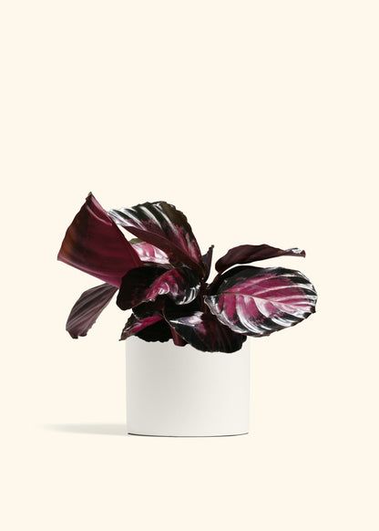 Crimson Calathea