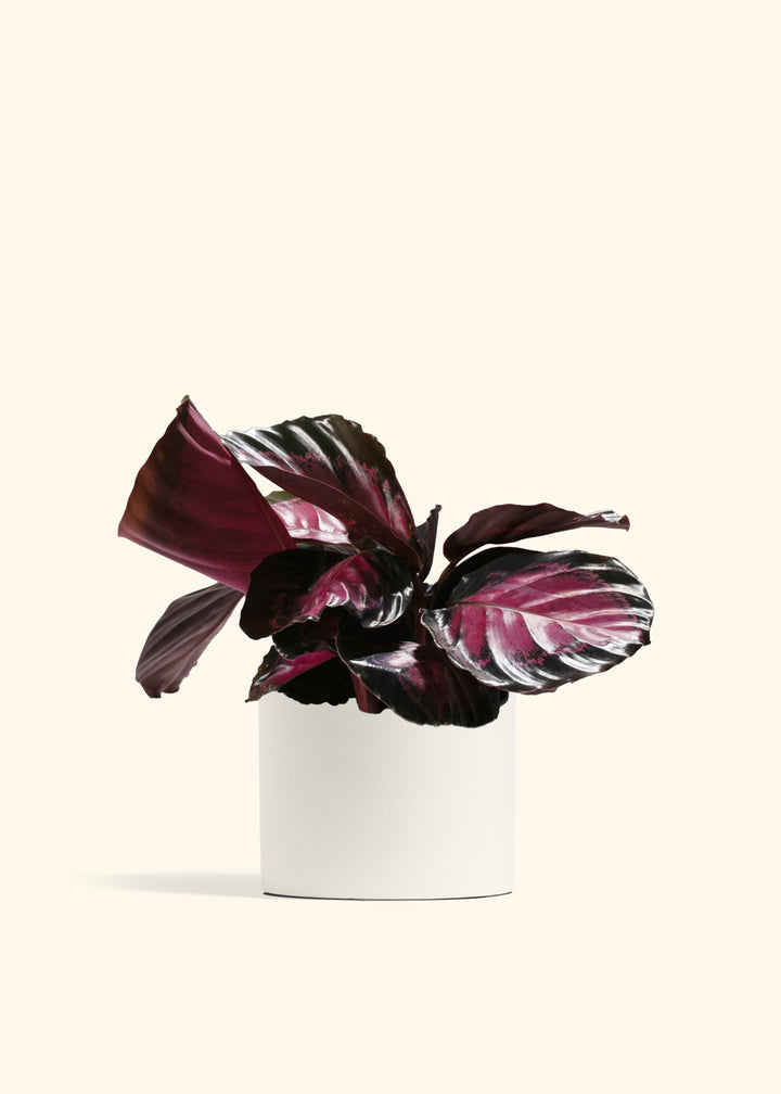 Crimson Calathea