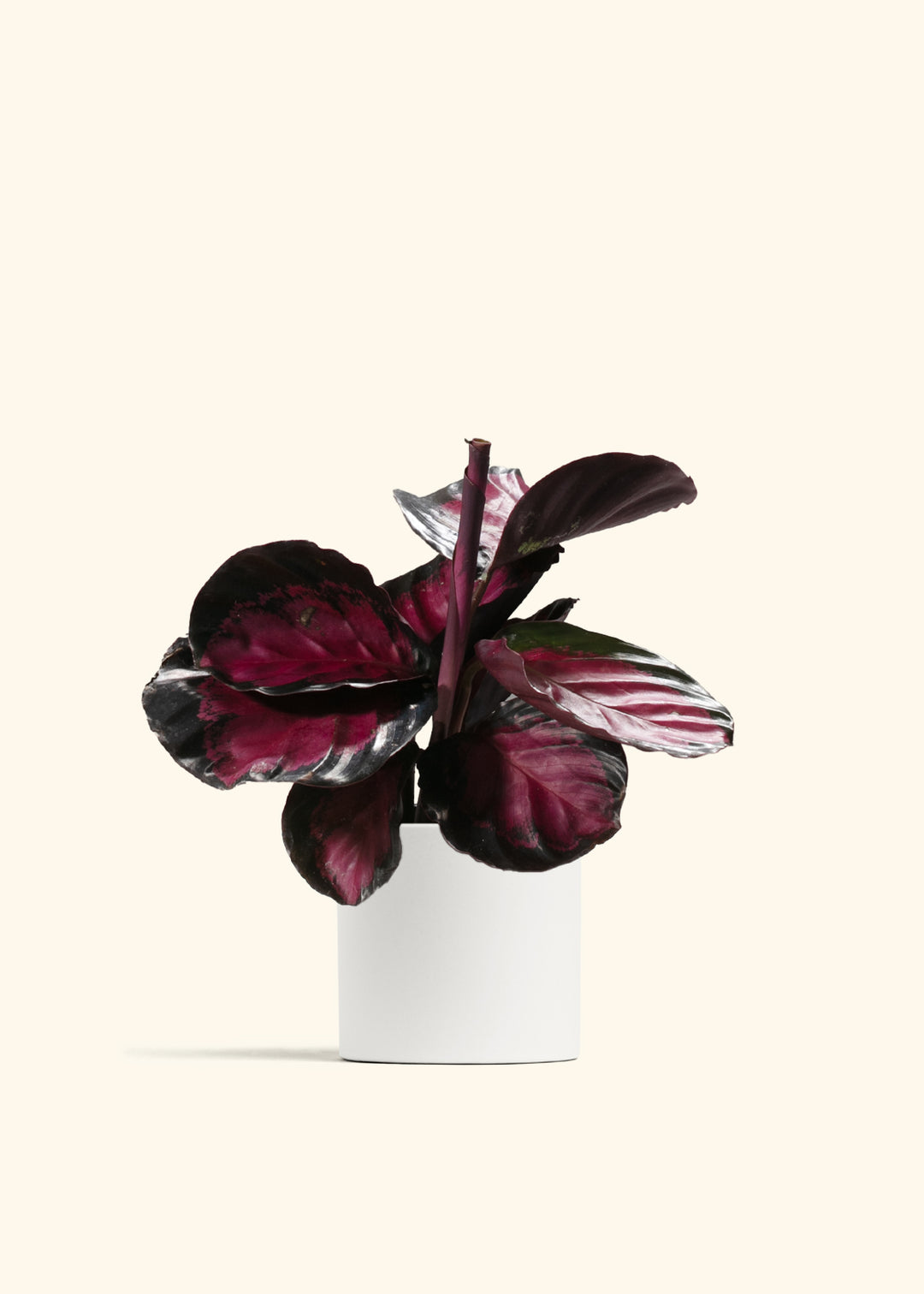 Crimson Calathea