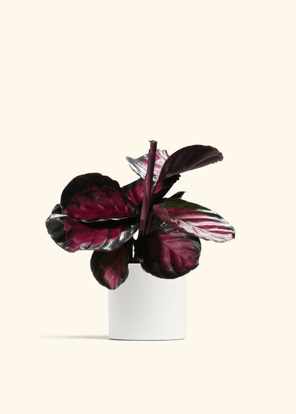 Crimson Calathea