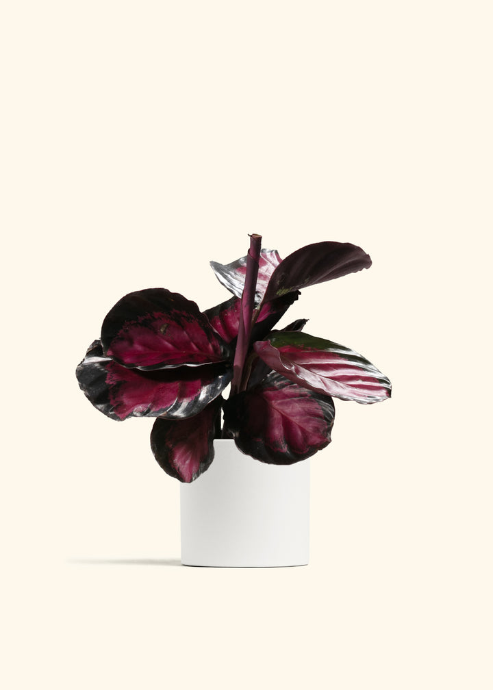 Crimson Calathea