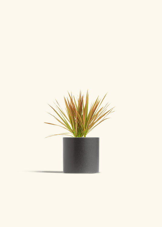 Bicolor Dragon Tree in a 4 inches Charcoal Classic Cylinder Planter 