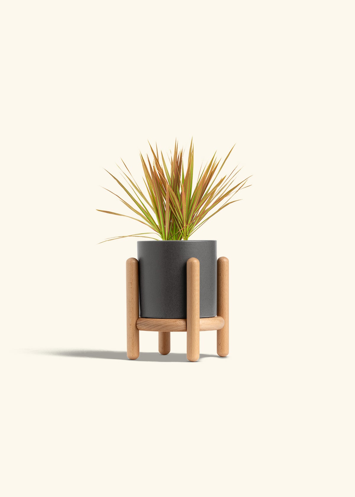 Bicolor Dragon Tree in a 4 inches Charcoal Classic Cylinder Planter in a Beech Wood Stand