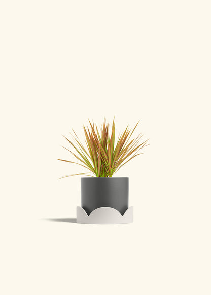 Bicolor Dragon Tree in a 4 inches Charcoal Classic Cylinder Planter in a Shamrock Petal Drip Tray