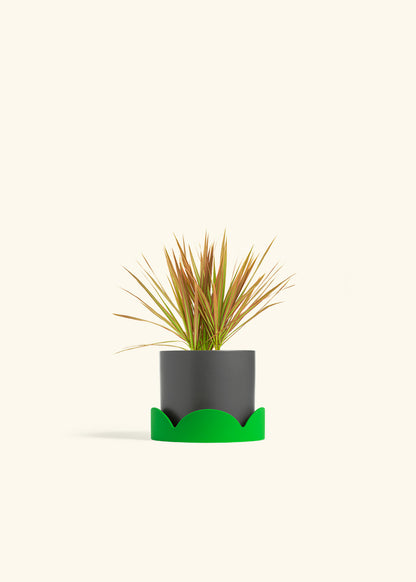 Bicolor Dragon Tree in a 4 inches Pink Classic Cylinder Planter in a Shamrock Petal Drip Tray