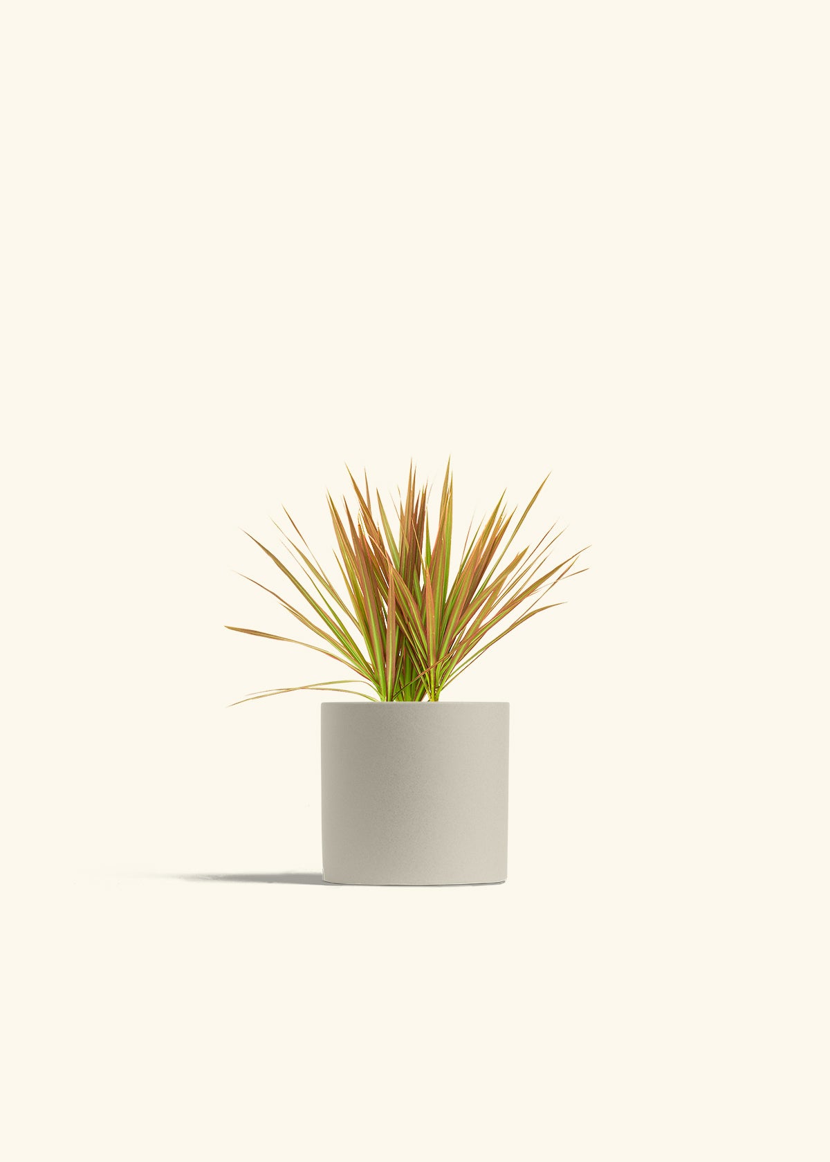 Bicolor Dragon Tree in a 4 inches Oat Classic Cylinder Planter 