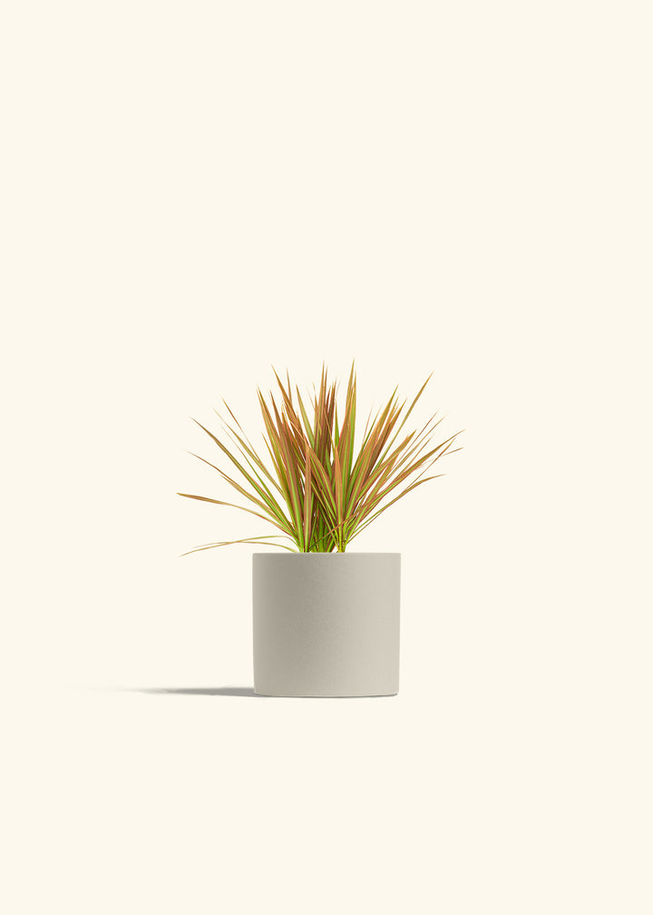 Bicolor Dragon Tree in a 4 inches Oat Classic Cylinder Planter 