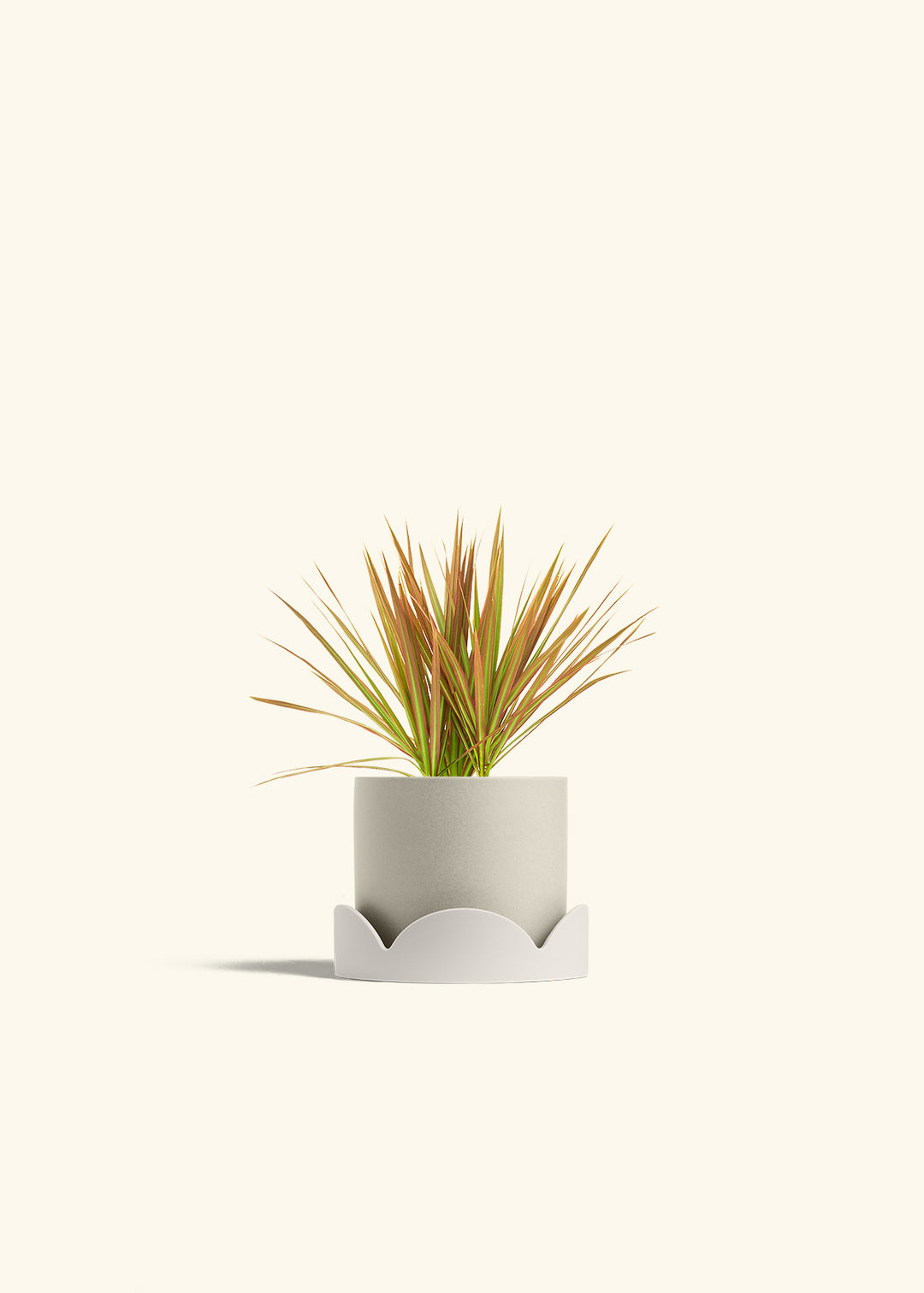 Bicolor Dragon Tree in a 4 inches Oat Classic Cylinder Planter in a Oat Petal Drip Tray